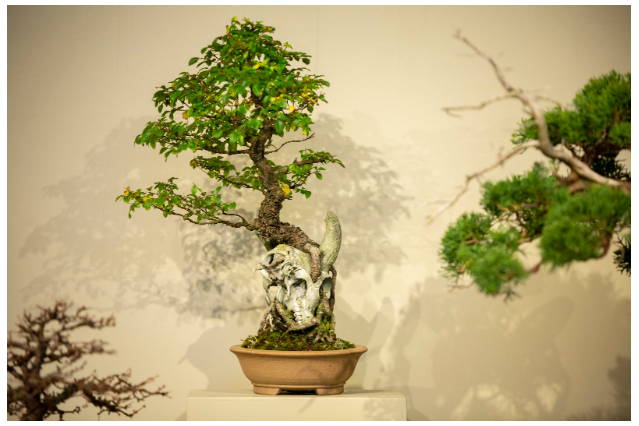 Nick Lenz's Once-in-a-Lifetime Whimsical Bonsai and Ceramics
